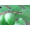 Polymaker PJ01011 PolySmooth vlákno pro 3D tiskárny PVB Leštitelný 1.75 mm 750 g transparentní 1 ks