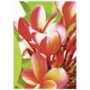 Avery-Zweckform Premium Inkjet Photo Paper high gloss 2739 fotografický papír A4 250 g/m² 50 listů vysoce lesklý