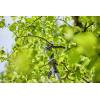 GARDENA 14774-20 HighCut 250/18V P4A Ready to use nůžky na větve