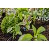 GARDENA Systém Micro-Drip 13314-20 Řadový kapač 4,6 mm