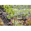 GARDENA Systém Micro-Drip 13320-20 Rozprašovací tryska 13 mm (1/2) Ø