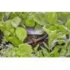 GARDENA Systém Micro-Drip 13321-20 Rozprašovací tryska 13 mm (1/2) Ø