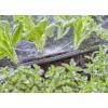 GARDENA Systém Micro-Drip 13321-20 Rozprašovací tryska 13 mm (1/2) Ø