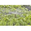 GARDENA Systém Micro-Drip 13322-20 Rozprašovací tryska 13 mm (1/2) Ø