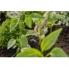 GARDENA Systém Micro-Drip 13317-20 Řadový kapač 4,6 mm