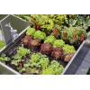 GARDENA Systém Micro-Drip 13455-20 Kompletní zavlažovací set 13 mm (1/2) Ø