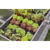 GARDENA Systém Micro-Drip 13455-20 Kompletní zavlažovací set 13 mm (1/2) Ø