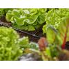 GARDENA Systém Micro-Drip 13211-20 T-kus 4,6 mm