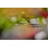 GARDENA Systém Micro-Drip 13212-20 L-kus 4,6 mm