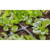 GARDENA Systém Micro-Drip 13214-20 Křížový šroub 4,6 mm