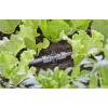 GARDENA Systém Micro-Drip 13206-20 T-kus