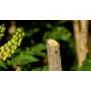 Bosch Home and Garden 06008B2102 EasyPrune zahradní nůžky 250 mm bypass