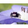 OM System TG-7 black digitální fotoaparát 12 Megapixel Zoom (optický): 4 x černá odolný proti nárazu, vodotěsný, 4K video
