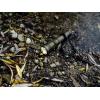 ArmyTek Dobermann Pro Magnet USB Olive Warm LED kapesní svítilna, poutko na ruku, s brašnou, napájeno akumulátorem, 1400 lm, 164 g
