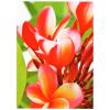 Avery-Zweckform Premium Photo Paper Inkjet C2550-50 fotografický papír 10 x 15 cm 250 g/m² 50 listů vysoce lesklý
