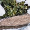 Siena Garden R75946 Zimní ochranná rohož šedá 1 ks