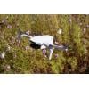 Potensic ATOM SE dron RtF pro začátečníky, s kamerou šedá