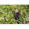 Bosch Home and Garden 06008C5001 AdvancedPrune 18V-45 Akumulátorové zahradnické nůžky 18 V Li-Ion