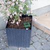Gardigo 70030INT odpuzovač komárů a jiného hmyzu solární (Ø x v) 7.5 cm x 27.5 cm zelená, stříbrná 1 ks