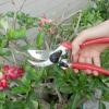 Siena Garden CG1020 nůžky na trávu 21.5 cm bypass