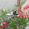 Siena Garden CG1080 nůžky na trávu 21.5 cm bypass