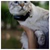 MiniFinder Atto Pro GPS tracker lokalizace domácích zvířat, LIVE Tracking černá 1 ks