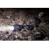 Varta Indestructible F10 Pro LED kapesní svítilna, na baterii, 300 lm, 40 h, 132 g