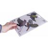 Gardigo Stickers Native Birds nálepka do okna s obrazem ptáka Druh funkce odstrašení 1 ks
