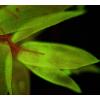 Bresser Optik 5770500 Science ADL 601 F LED mikroskop s procházejícím světlem trinokulární 1000 x procházející světlo, dopadající světlo