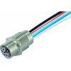 Murrelektronik 7000-P4291-9800050 neupravený zástrčkový konektor pro senzory - aktory M12 x 1 zásuvka, vestavná 0.50 m Počet pólů: 5 1 ks
