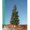 Mininatur 273-12 strom smrk 130 mm 1 ks